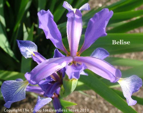 Belise (2)